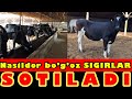 1-ga BO’G’OZ SIGIRLAR🐄 SOTILMOQDA. Nasildor MOLLAR🐂🐄