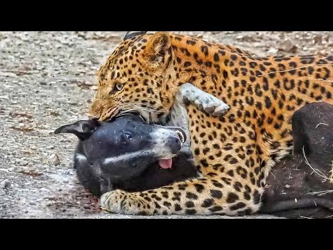 Video: Bisakah anjing makan malanga?