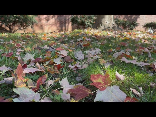 Don't Throw Away The Leaves On Your Lawn This Fall, Say Experts