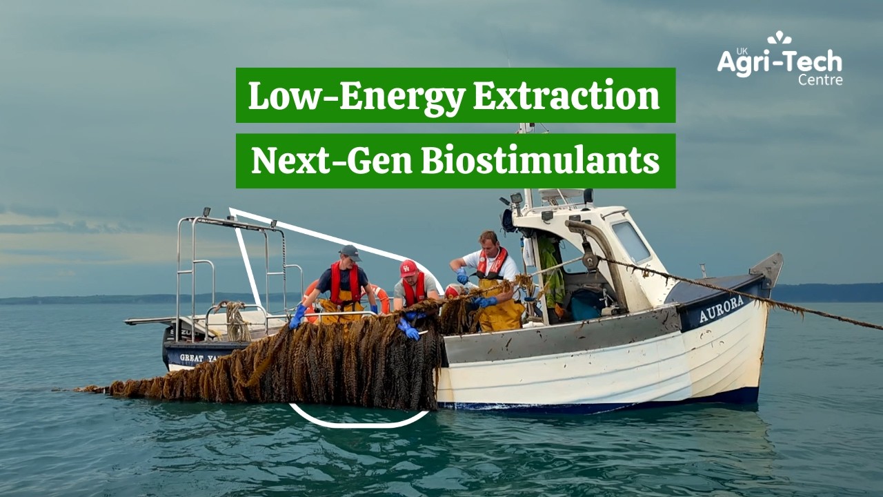 Algapelago’s Cultivated Kelp Breakthrough for Crop Nutrition | The Low Energy Kelp Project