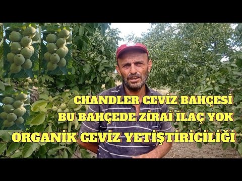 Chandler Ceviz Yetiştiriciliği, Az Masrafla Çok Para Kazanıyor. Ceviz üretimi nasıl yapılır? #ceviz 