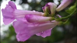 Video Cinematic Bunga || aesthetic Video Cinematic Keren || Mentahan Bunga Habis Hujan