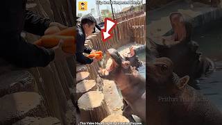 Famous Owner Surprises Hippo with a Small Grape ❤️🥺 Profile