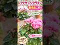 ハクサンシクラメン新商品【八重咲ジェミニとドラゴンホワイト】お披露目です💕