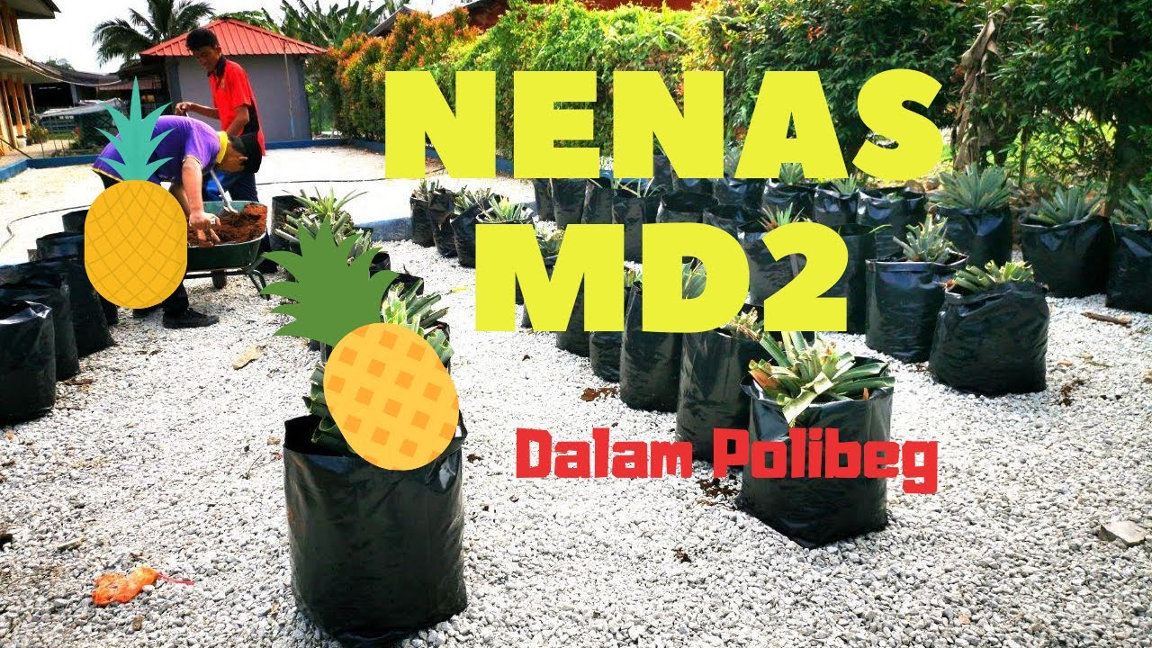 Projek Penanaman Nenas MD2 dalam polibeg 2020 