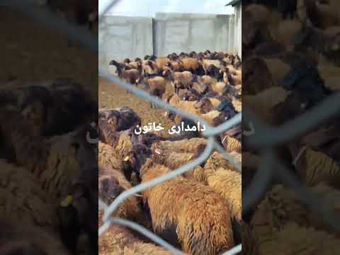 دامداری خاتون از زنجان فعال در پرورش دام داشتی نژاد افشار