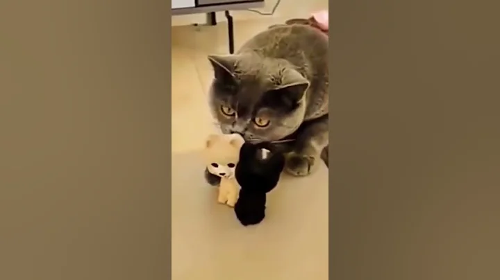 Video 7369721: cat cutecat animals, cat dog cutecat, baby cute compilation cat, funny cat