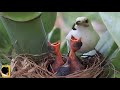 Rare bird feeds its chicks with large caterpillars