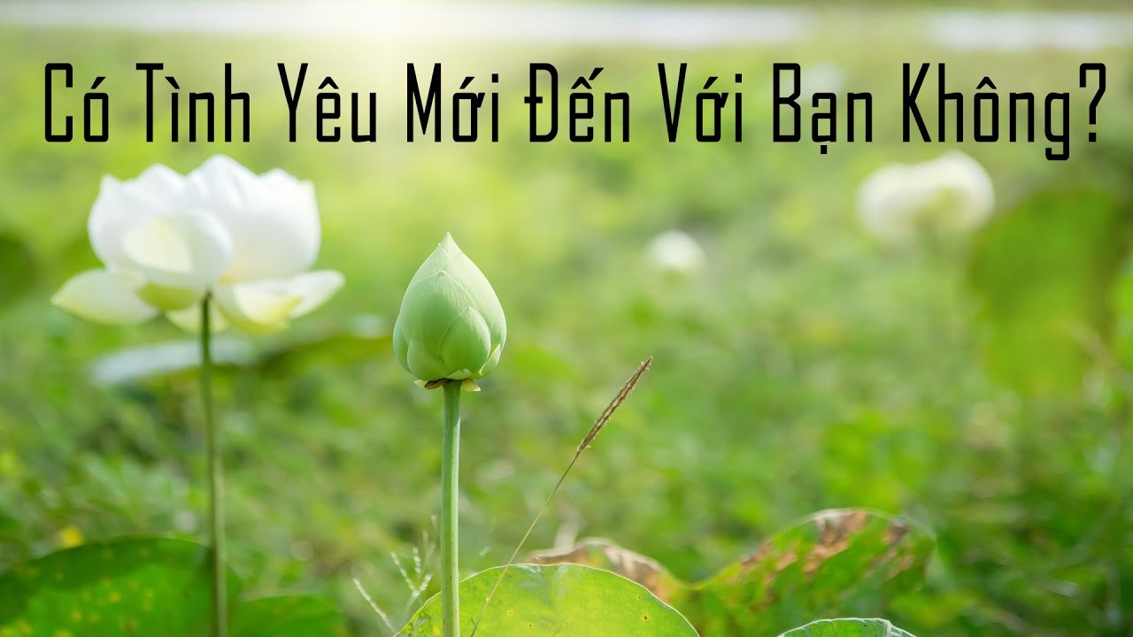 Có Tình Yêu Mới Đến Với Bạn Không?