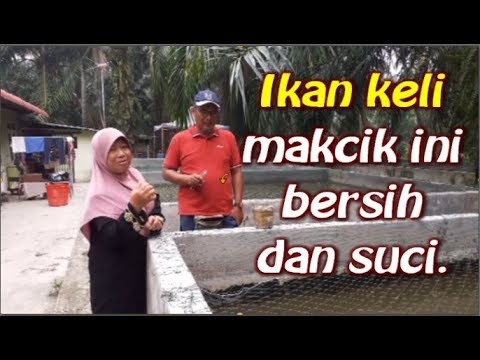 Video: Koridor Ikan Keli: Cara Menjaga