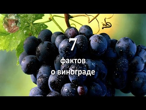 ★ 7 фактов о винограде ★