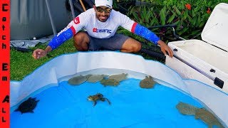 SAVING LIVE TURTLES from FOREIGN FOOD MARKET!