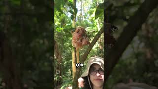 Bu Arılar Bal Değil Et Üretiyor