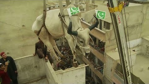 Sapi-sapi diangkat dari atap menjelang kurban Idul Fitri