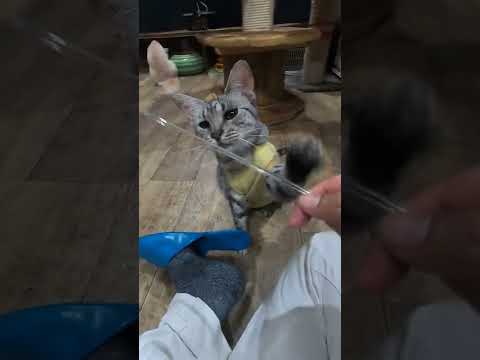 【珍しい猫】エジプシャンマウと遊ぶ動画(保護猫カフェ猫の木)十三駅