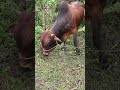 ベトナムの牛