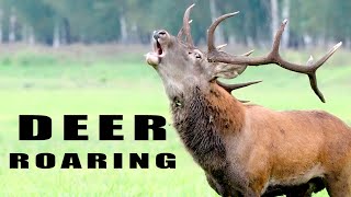Animal Sounds - Roaring Red Deer During Rutting Season