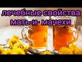 Мать-и-мачеха. Лечебные свойства. Домашняя аптека. Народные рецепты. Чай. Настой. Отвар.