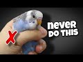 12 things you should never do to your budgie
