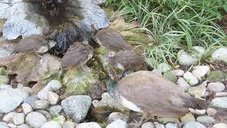 8-Week-Old Peachicks at Water Fountain