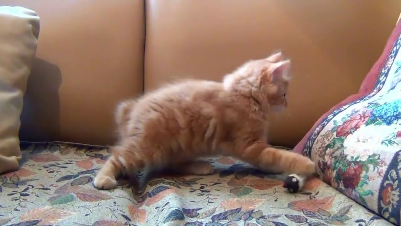 Playful Kitty Adventures | Cutest Cat Moments!"