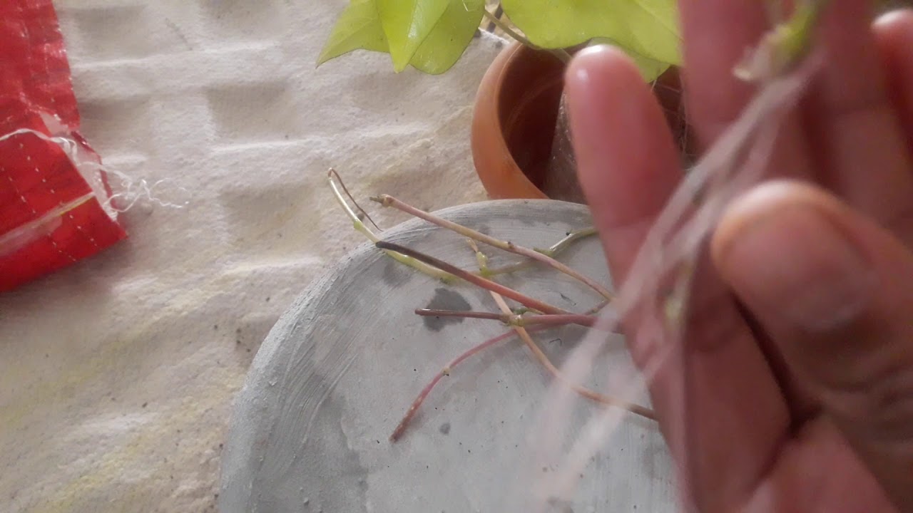 || Sweet Potato Vine Plant को पानी में 5 से 7 दिन में ही Grow करें With