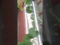 #garden #ihavethisthingwithplants