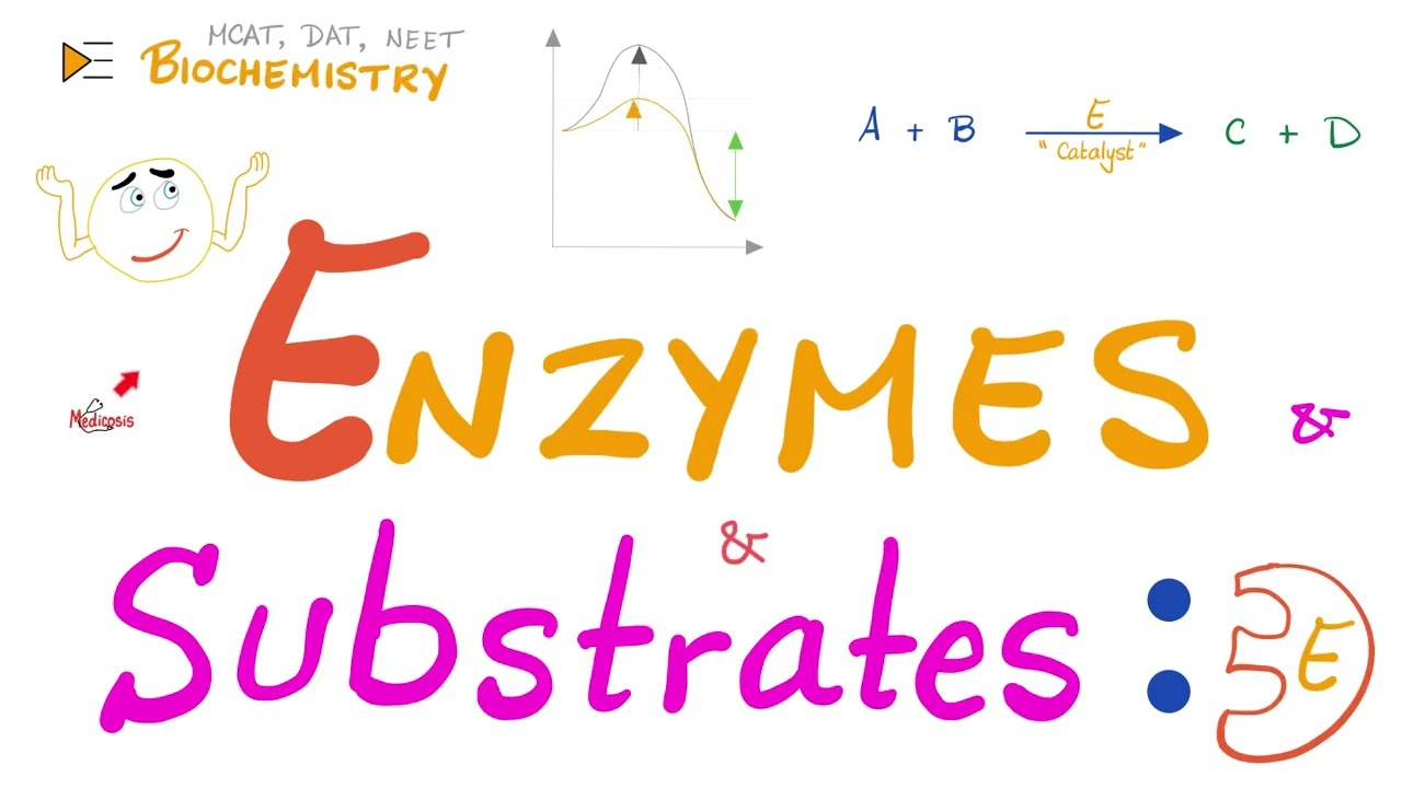 Enzyme Activity - Enzyme and Substrate - Key and Lock Theory vs. Induced Fit Model - Biochemistry 🧪