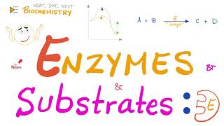Enzyme Activity | Enzyme and Substrate | Key and Lock Theory vs Induced Fit Model | Biochemistry