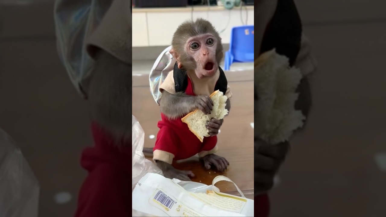 So cute! Monkey Nana reviews Vietnamese bread 