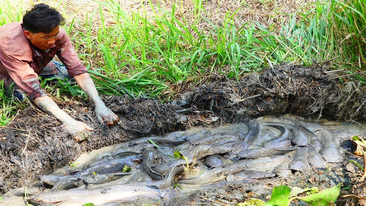 Wow A Lot of Fish! A Fisherman Today Catching Many Fish In Mud Catch by ...