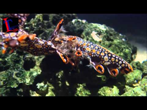 محمد الحجيرات دعاء التوبة Mohammed Al Higrat Al Tawba