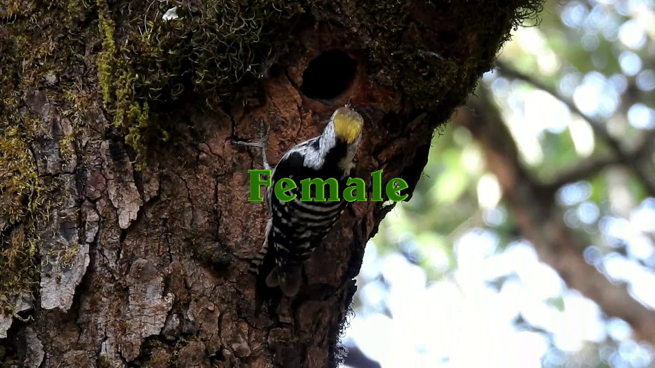 Brown-fronted Woodpecker (Dendrocoptes auriceps)- Nesting 