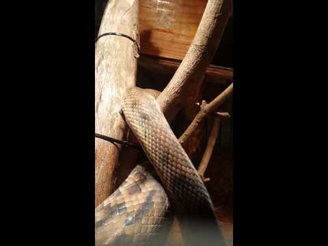 Scrub python 4.3 m 18kg