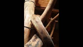 Scrub python 4.3 m 18kg
