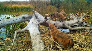 Заповедные фотоловушки: шакалы на карше