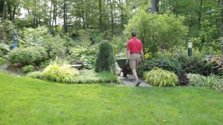 Moving A Japanese Maple