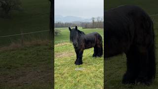 J’ai glissé chef .. 🥲 #chevaldetrait #cheval #equestrian #equestrianjourney #horse