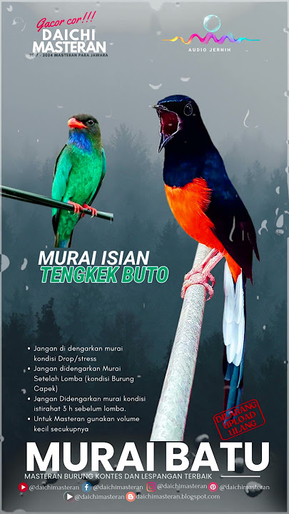 MURAI ISIAN TENGKEK BUTO #muraibatu  #ISIANTENGKEKBUTO #tengkekbuto