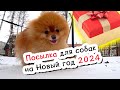 Приключения по дороге из Адлера в Краснодар. Подарок собакам на Новый год 2024
