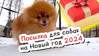 Adventures on the road from Adler to Krasnodar. Gift for dogs for the New Year 2024