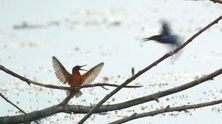 Eisvogel schubst anderen ins Wasser!