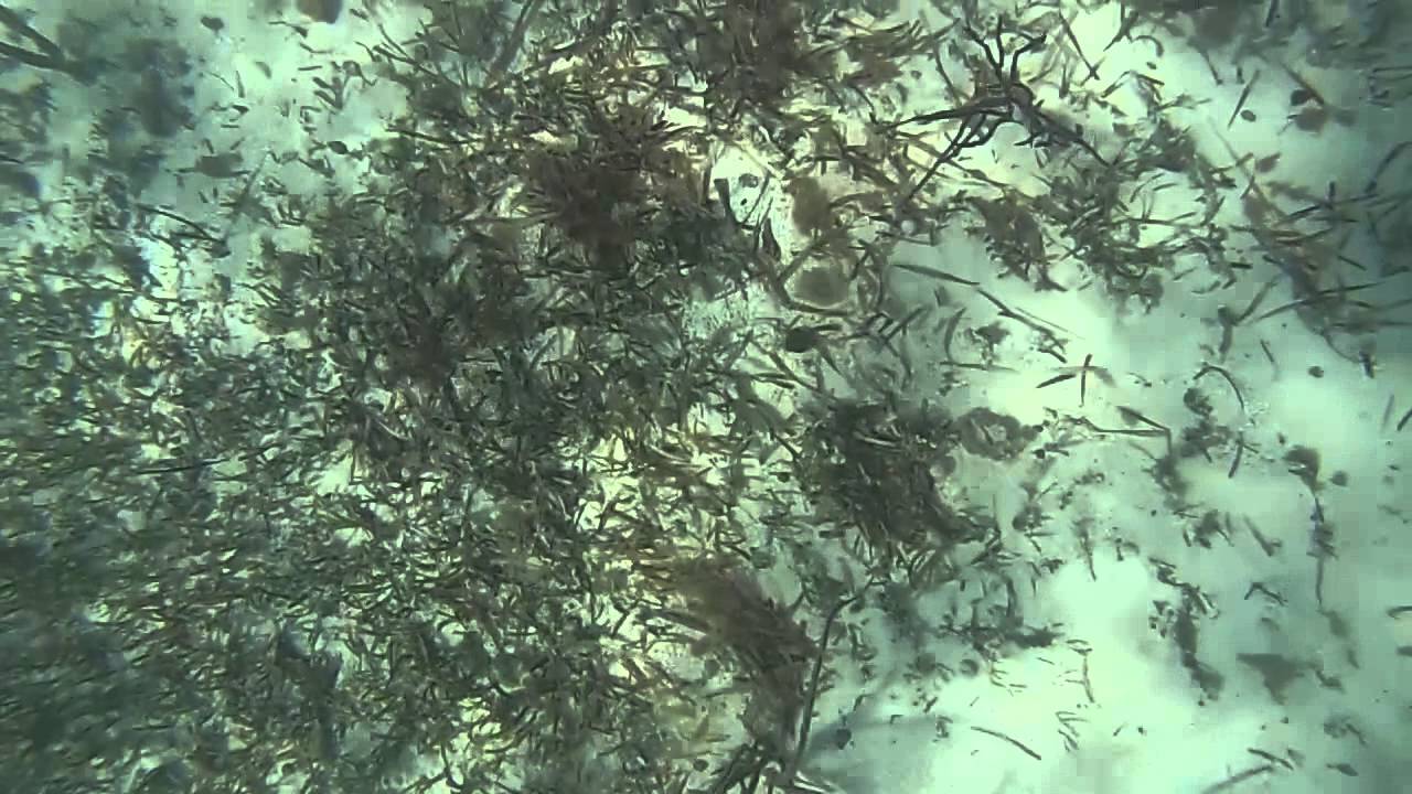 Snorkeling at Junkanoo Beach in Freeport, The Bahamas GoPro Hero3 YouTube