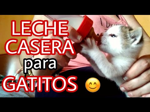 LECHE CASERA para GATITOS BEBÉS