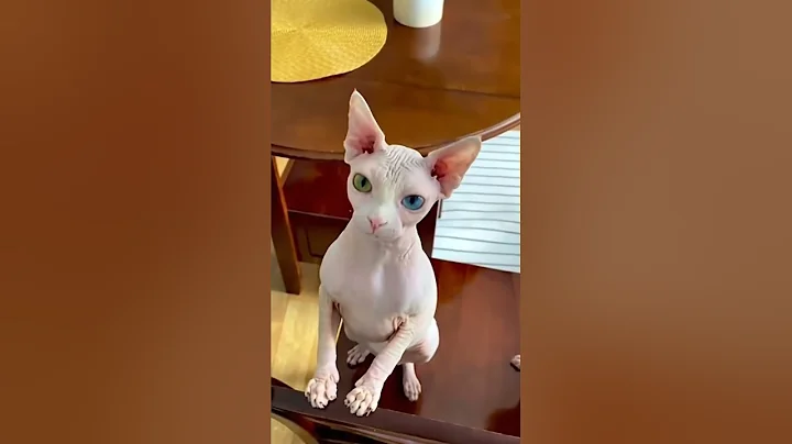 Video 11367961: eyed sphynx cat, beautiful sphynx cat, hairless cat, rare cat