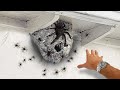 why did I touch the SPIDER nest...