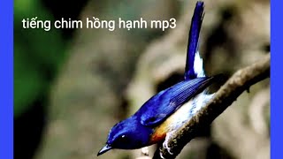 Tiếng Chim Hồng Hạnh Mồi | Tiếng hồng hạnh mồi không tạp âm | hồng hạnh hót hay | hồng hạnh hót