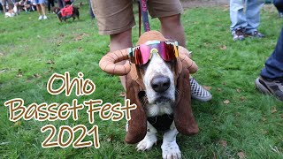Champion Winning Basset Hound at Basset Fest!