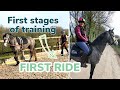 DORA'S PROGRESS ~ Training a young horse