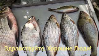 видео: ЖАРЕННАЯ РЫБА НА НЕМЕЦКИЙ ЛАД! / 1742 картинка: ЖАРЕННАЯ РЫБА НА НЕМЕЦКИЙ ЛАД! / 1742